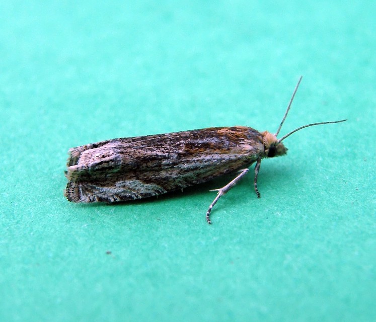 Olethreutinae