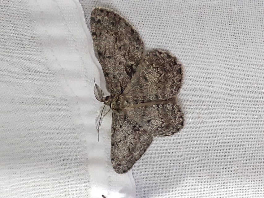 Hypomecis roboraria - nagy tölgyfaaraszoló