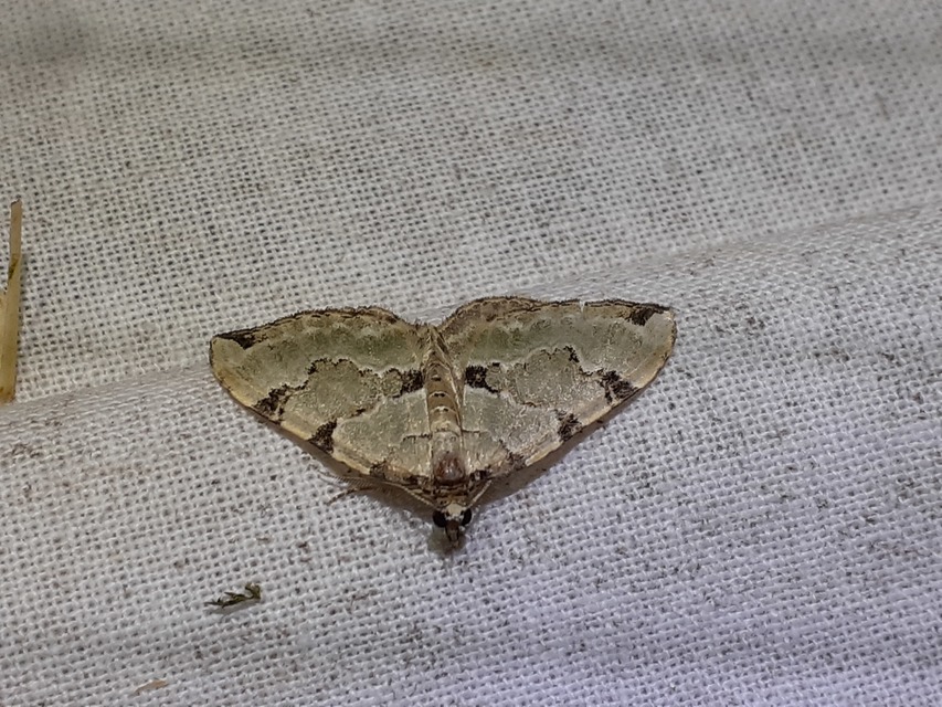 Colostygia pectinataria - zöld levélaraszoló