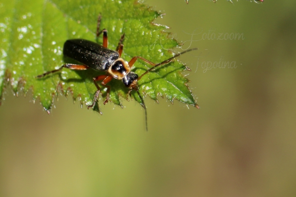 Cantharis nigricans - feketéllő lágybogár