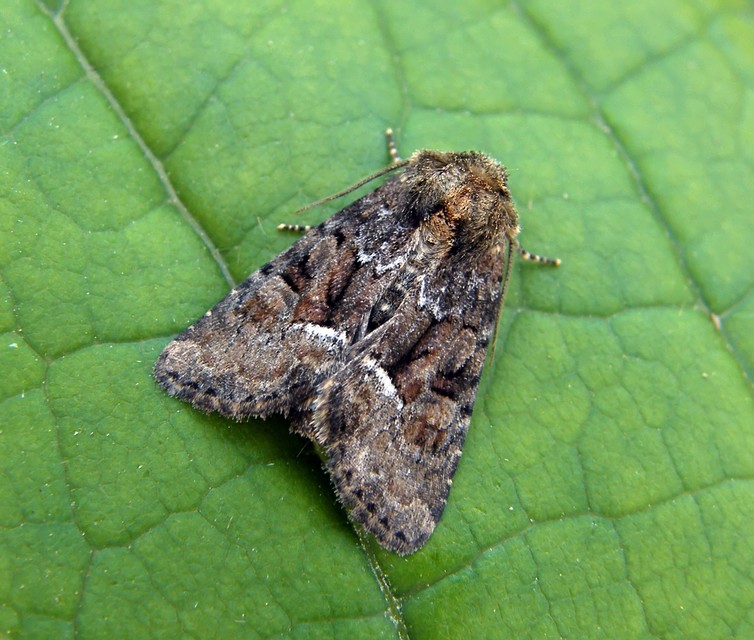 Oligia strigilis/latruncula/versicolor
