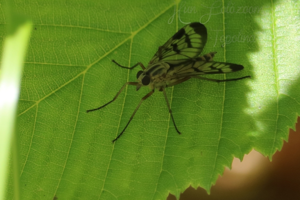 Rhagio scolopaceus - nagy kószalégy