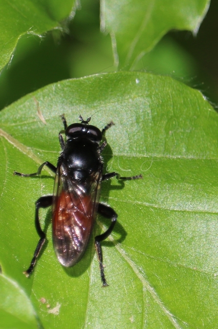Brachypalpoides lentus - vöröspotrohú korhadófalégy