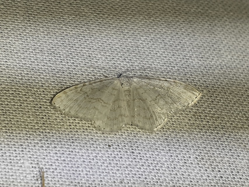 Asthena albulata - gyertyán-fehéraraszoló