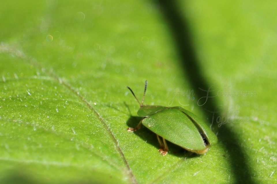 Cassida viridis - zöld pajzsbogár Cassida viridis - zöld pajzsbogár