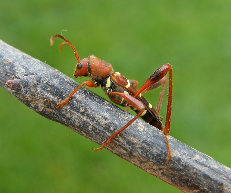 Neoclytus acuminatus - amerikai darázscincér