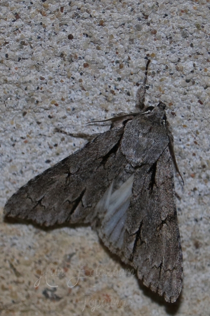 Acronicta cuspis/tridens/psi