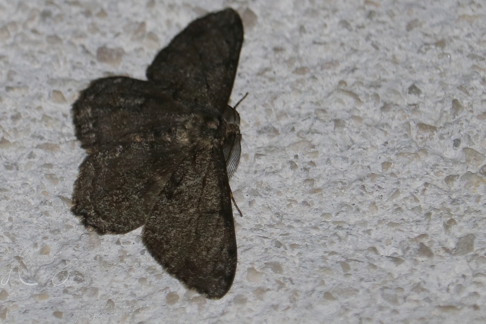 Hypomecis roboraria - nagy tölgyfaaraszoló