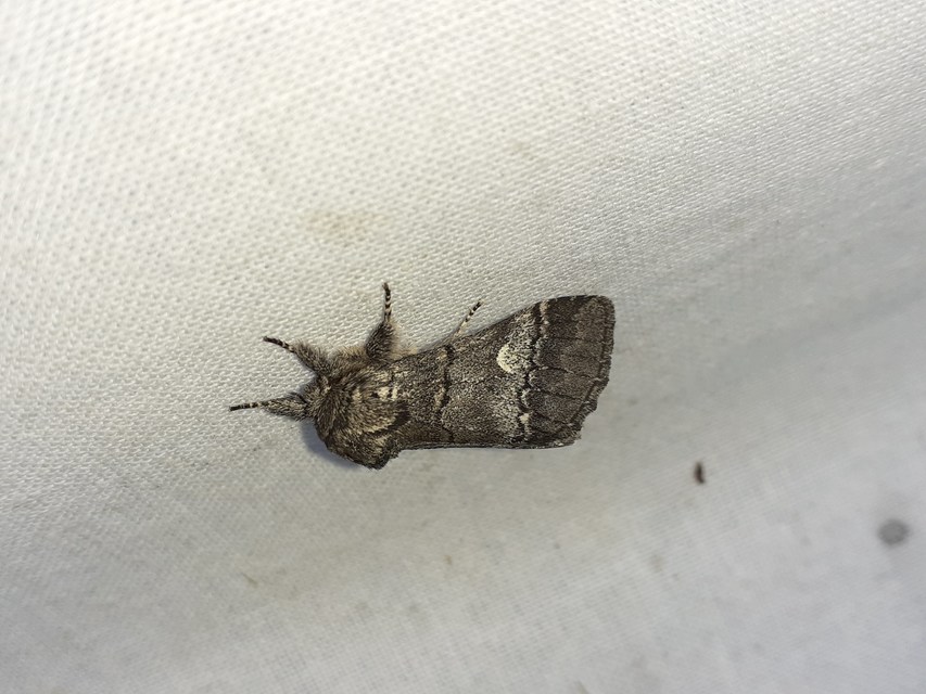 Drymonia querna - tölgyfa-púposszövő