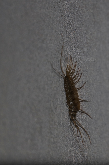 Scutigera coleoptrata - légyölő pókszázlábú