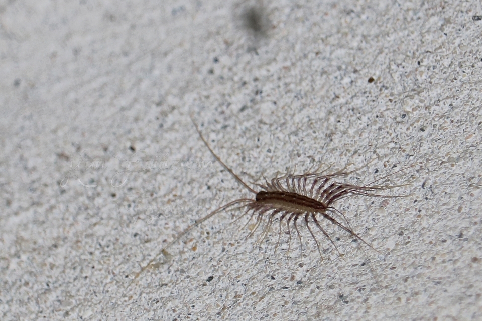Scutigera coleoptrata - légyölő pókszázlábú