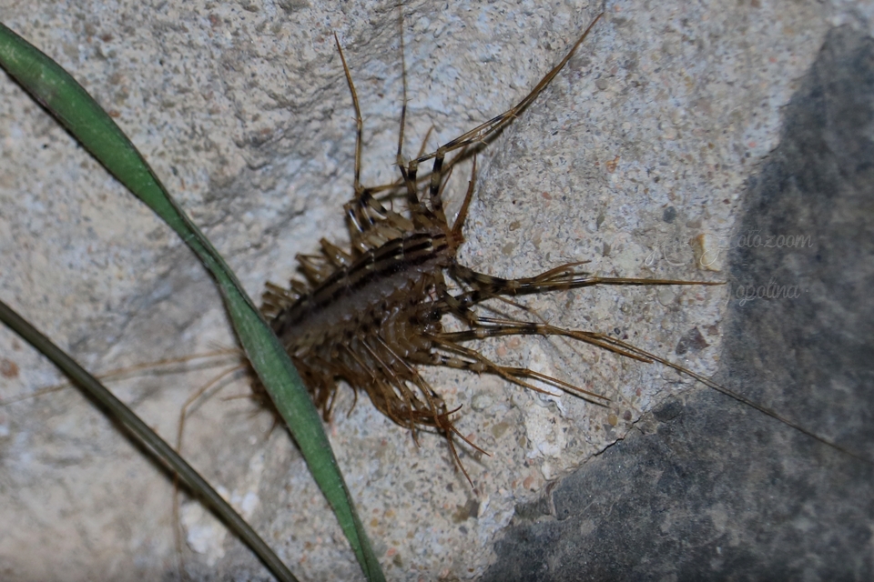 Scutigera coleoptrata - légyölő pókszázlábú