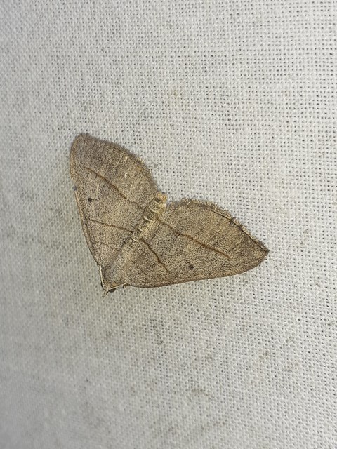 Scotopteryx mucronata/luridata/ignorata