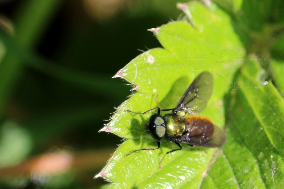 Chloromyia speciosa