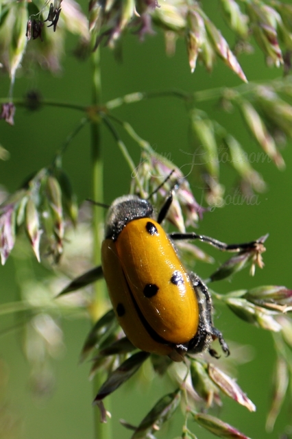 Lachnaia sexpunctata - szőrösnyakú zsákhordóbogár