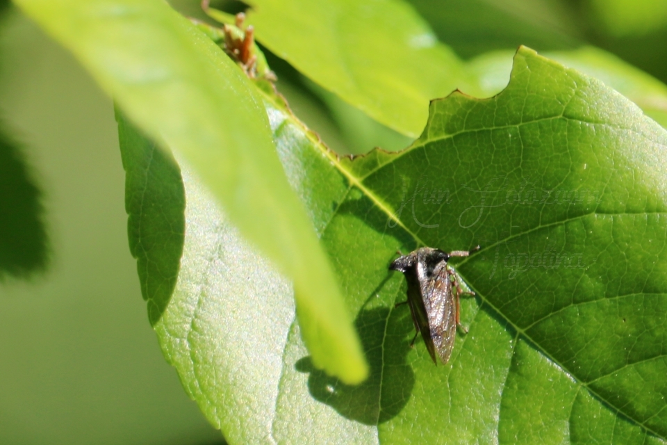 Centrotus cornutus - szarvaskabóca