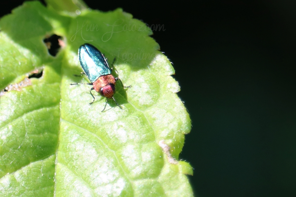 Anthaxia nitidula - ragyogó virágdíszbogár