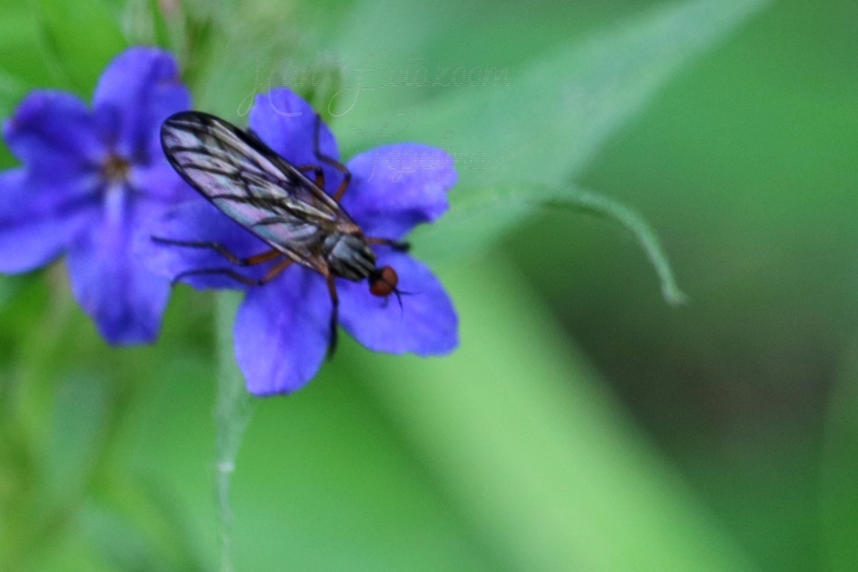 Empididae - táncoslegyek