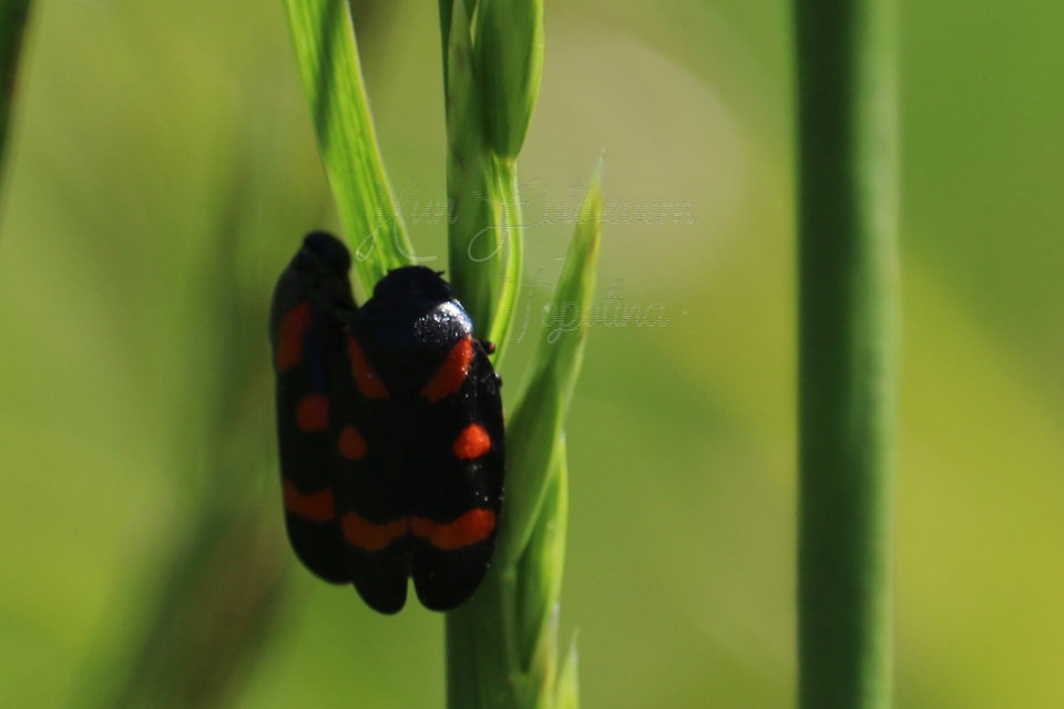 Cercopis arcuata/sanguinolenta
