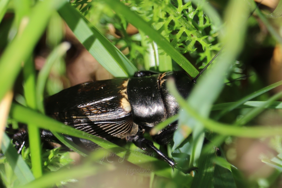 Gryllus campestris - mezei tücsök