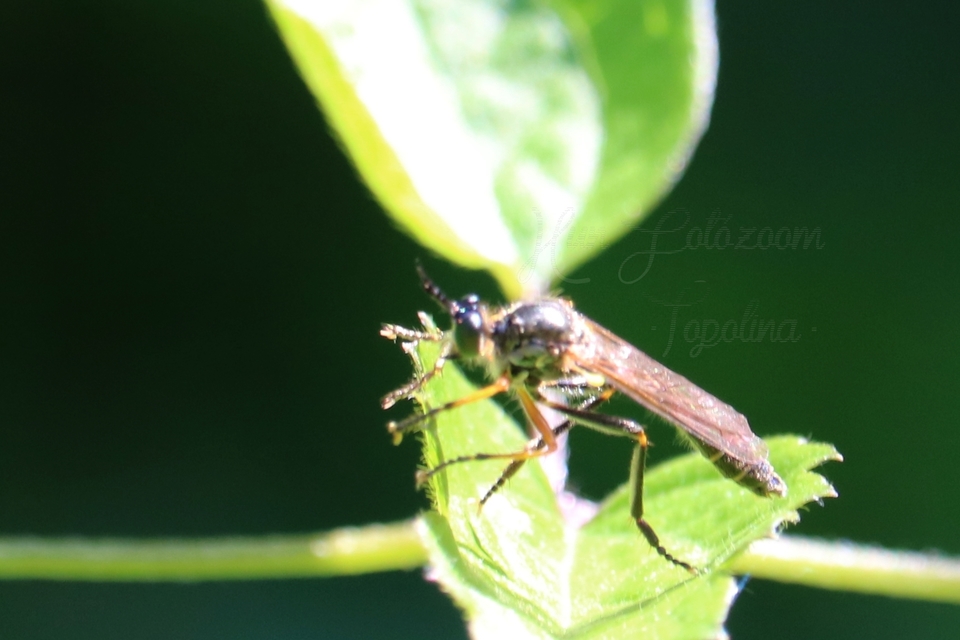 Dioctria