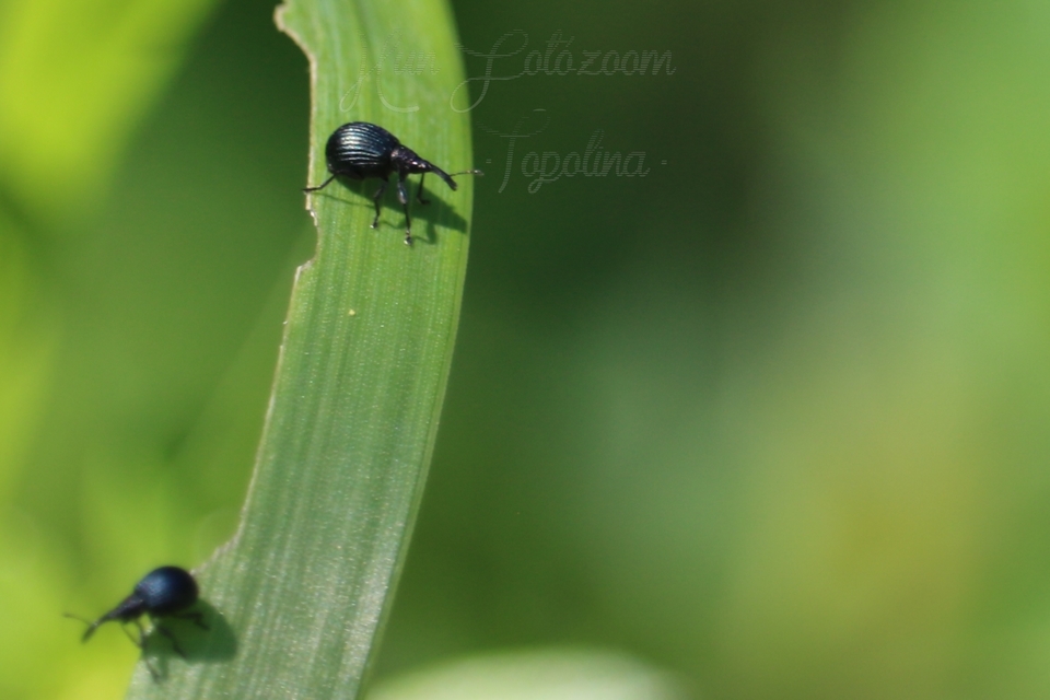Holotrichapion pisi - lucernarügy-cickányormányos