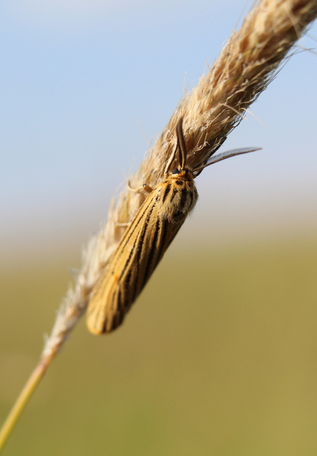 Spiris striata - csíkos molyszövő