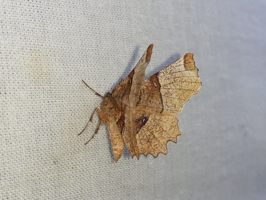 Selenia lunularia - egyfoltos holdasaraszoló