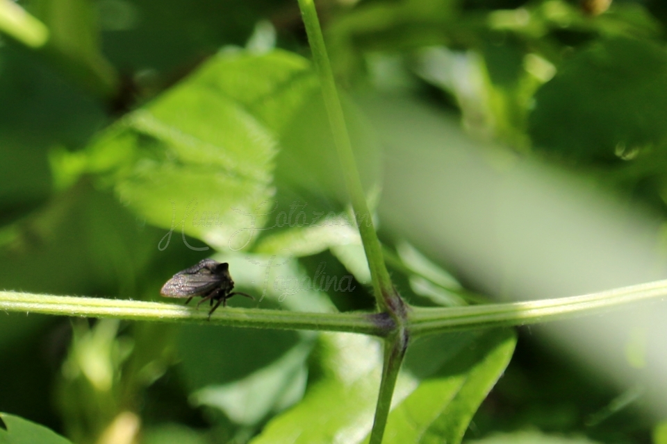 Centrotus cornutus - szarvaskabóca
