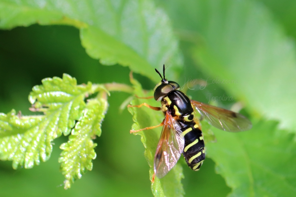 Chrysotoxum