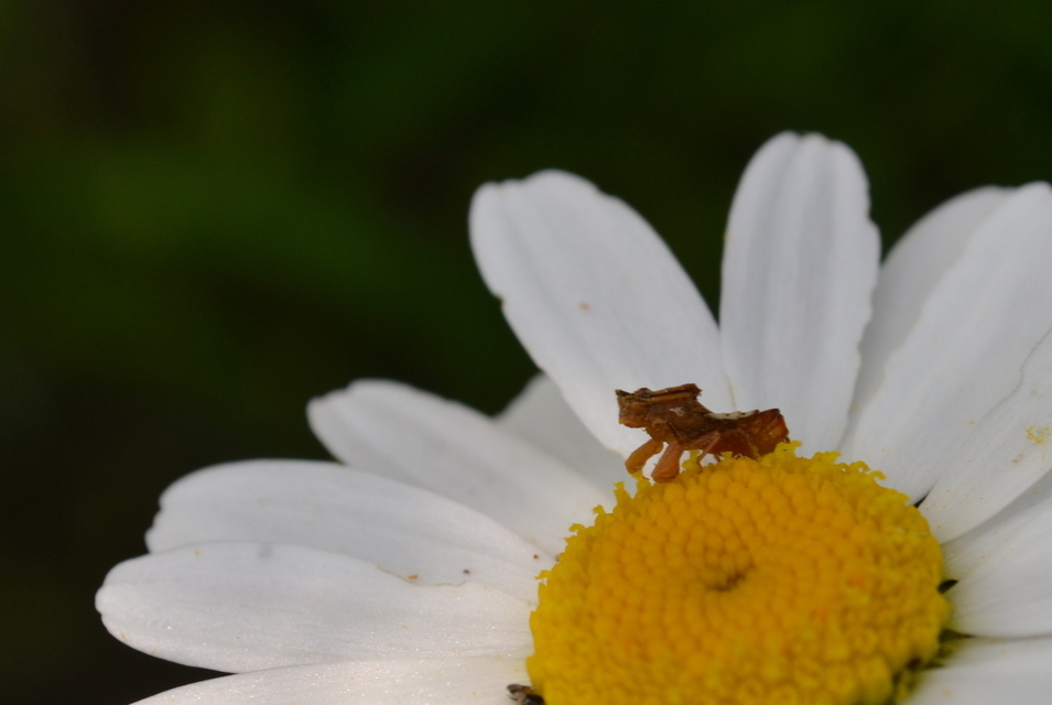 Phymata crassipes - fogólábú poloska