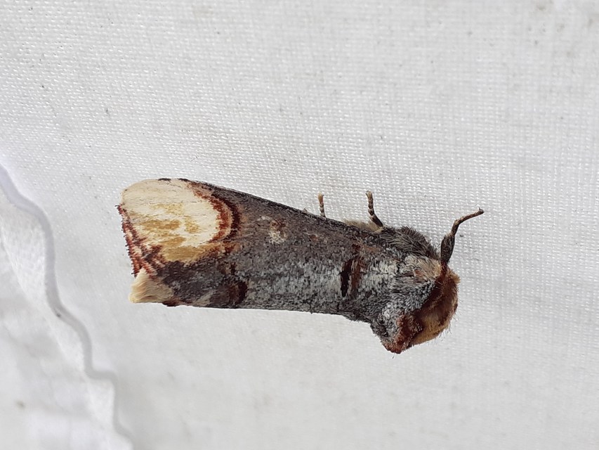 Phalera bucephala - sárgafoltos púposszövő