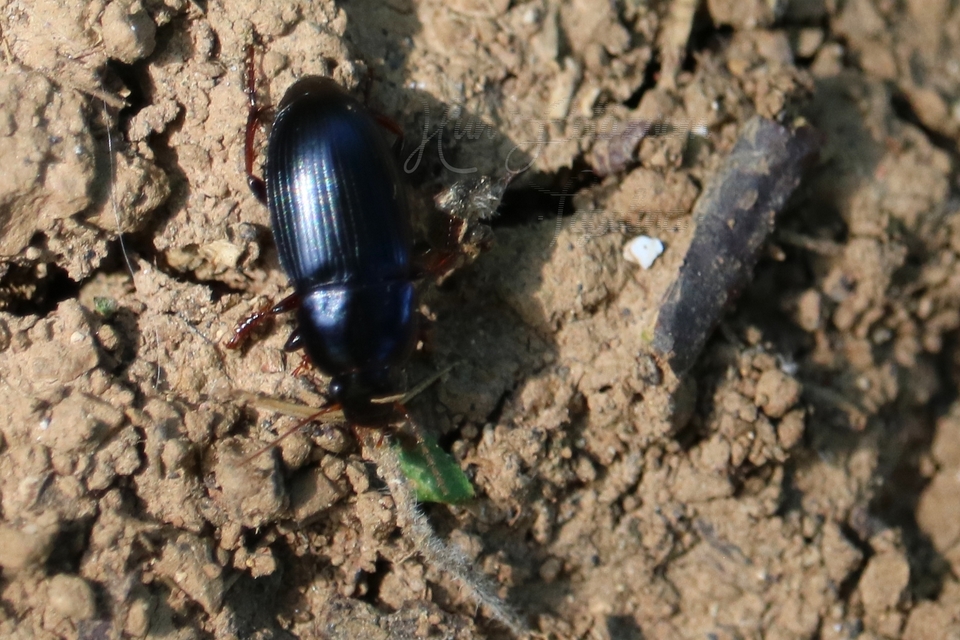 Harpalus flavicornis - sárgacsápú lomhafutó