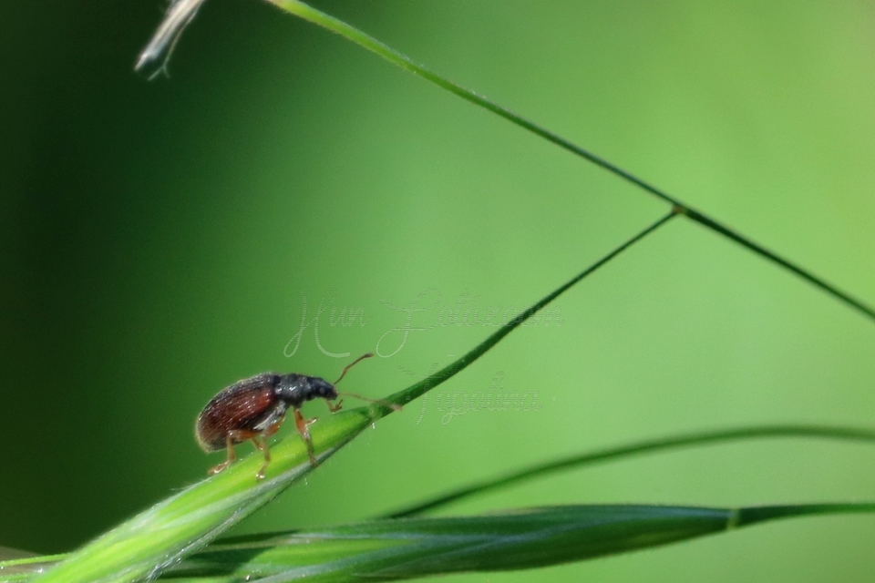 Phyllobius oblongus - közönséges levélormányos