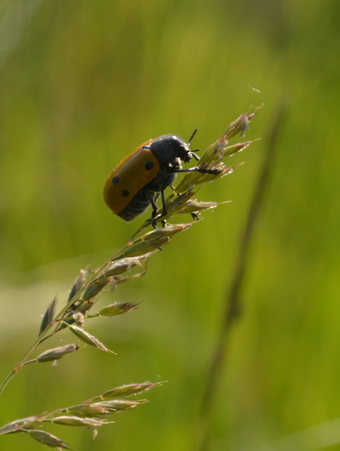 Lachnaia sexpunctata - szőrösnyakú zsákhordóbogár