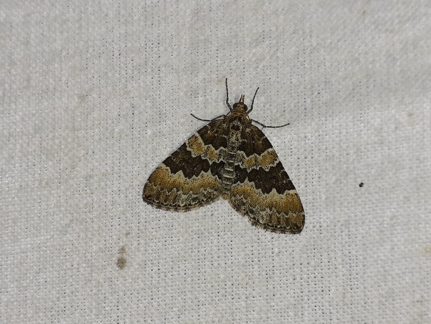 Electrophaes corylata - mogyoró-araszoló