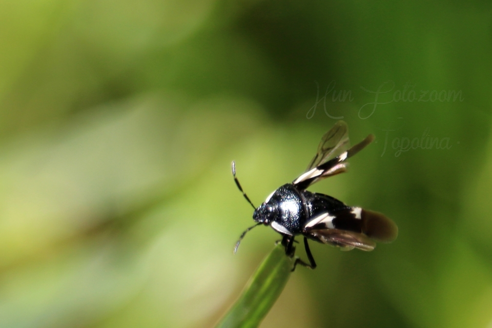 Tritomegas bicolor - foltos földipoloska