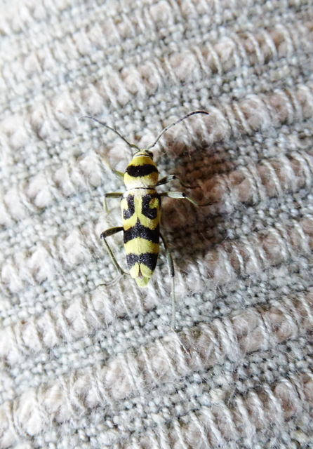 Chlorophorus varius - díszes darázscincér