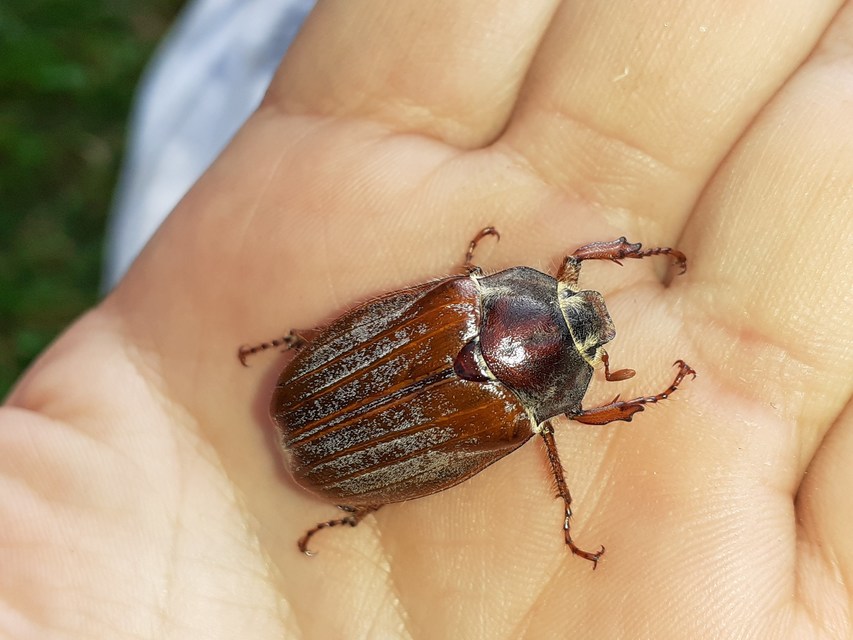 Melolontha hippocastani - erdei cserebogár