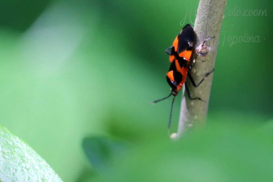 Deraeocoris trifasciatus - nagy mezeipoloska