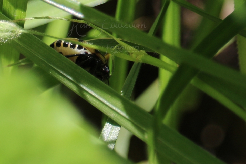Tritomegas bicolor - foltos földipoloska