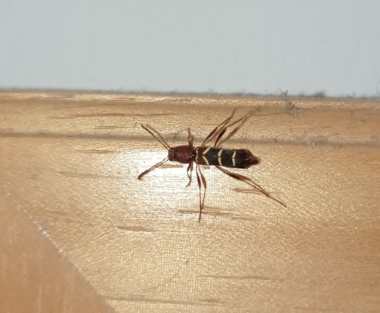 Neoclytus acuminatus - amerikai darázscincér