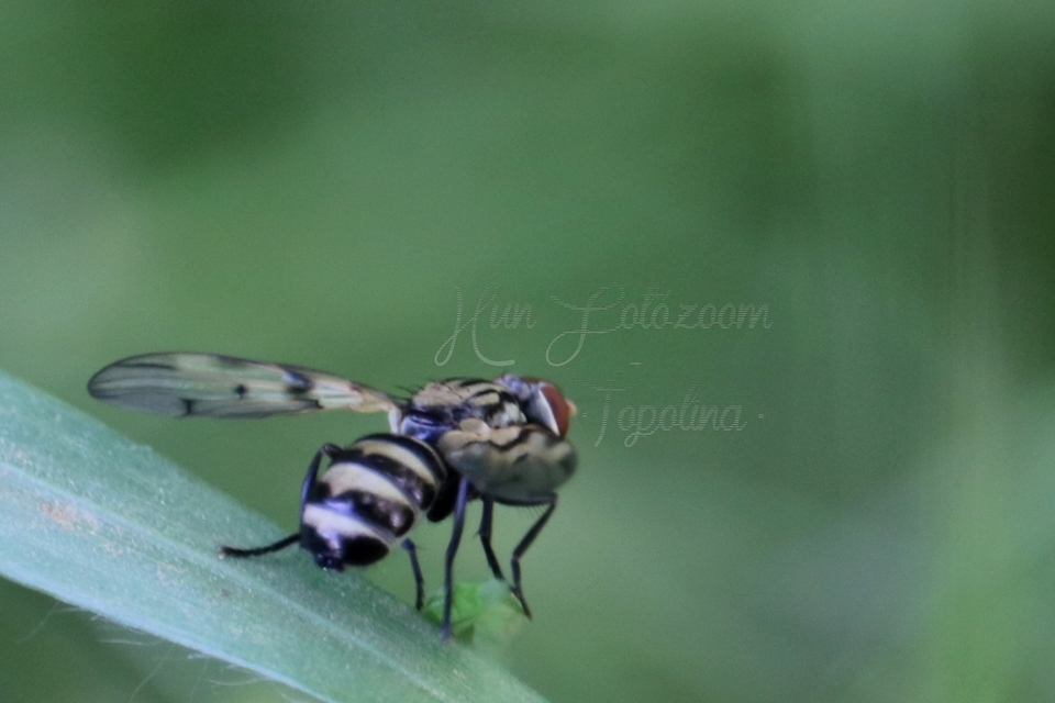 Otites formosa