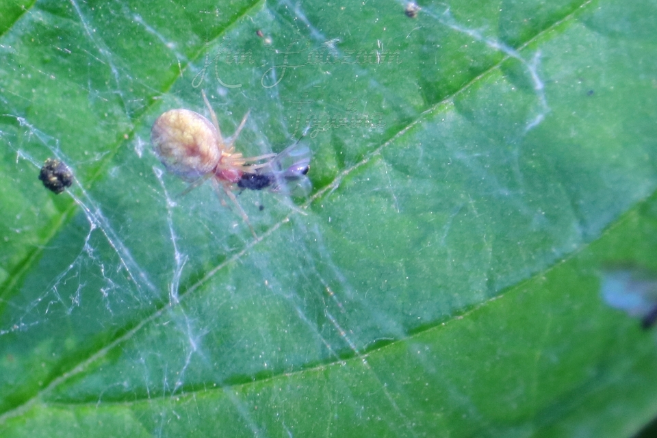 Nigma flavescens - vöröslő hamvaspók
