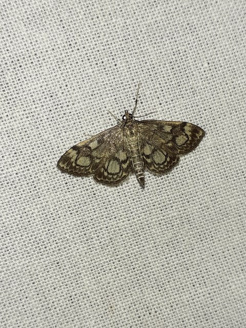 Anania coronata - koronás dudvamoly