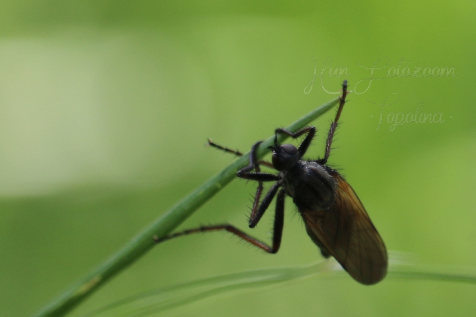 Empididae - táncoslegyek