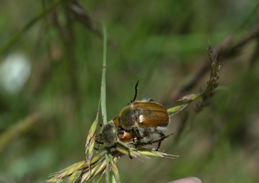 Chaetopteroplia segetum - rozsszipoly