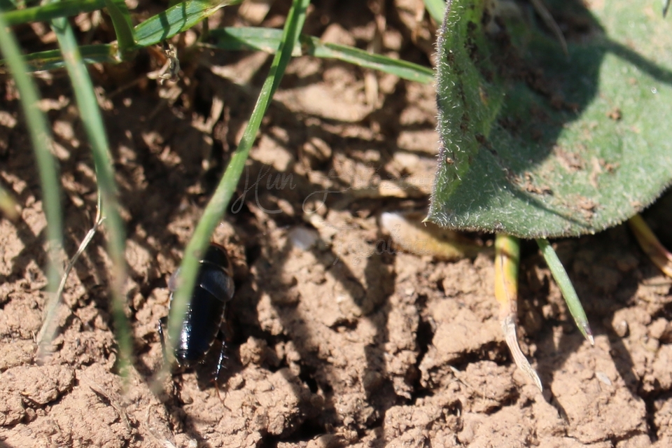 Phyllodromica megerlei - pontozott avarcsótány