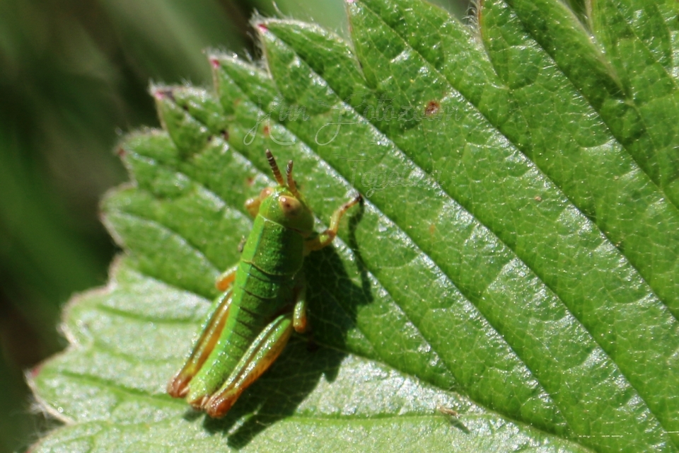 Odontopodisma decipiens - déli hegyisáska