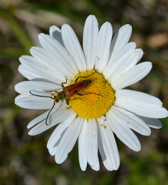 Vadonia unipunctata - kétpettyes virágcincér